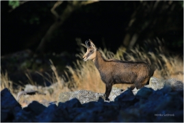 <p>KAMZÍK HORSKÝ (Rupicapra rupicapra) Lužické hory, Studenec ---- /Chamois - Gämse/</p>